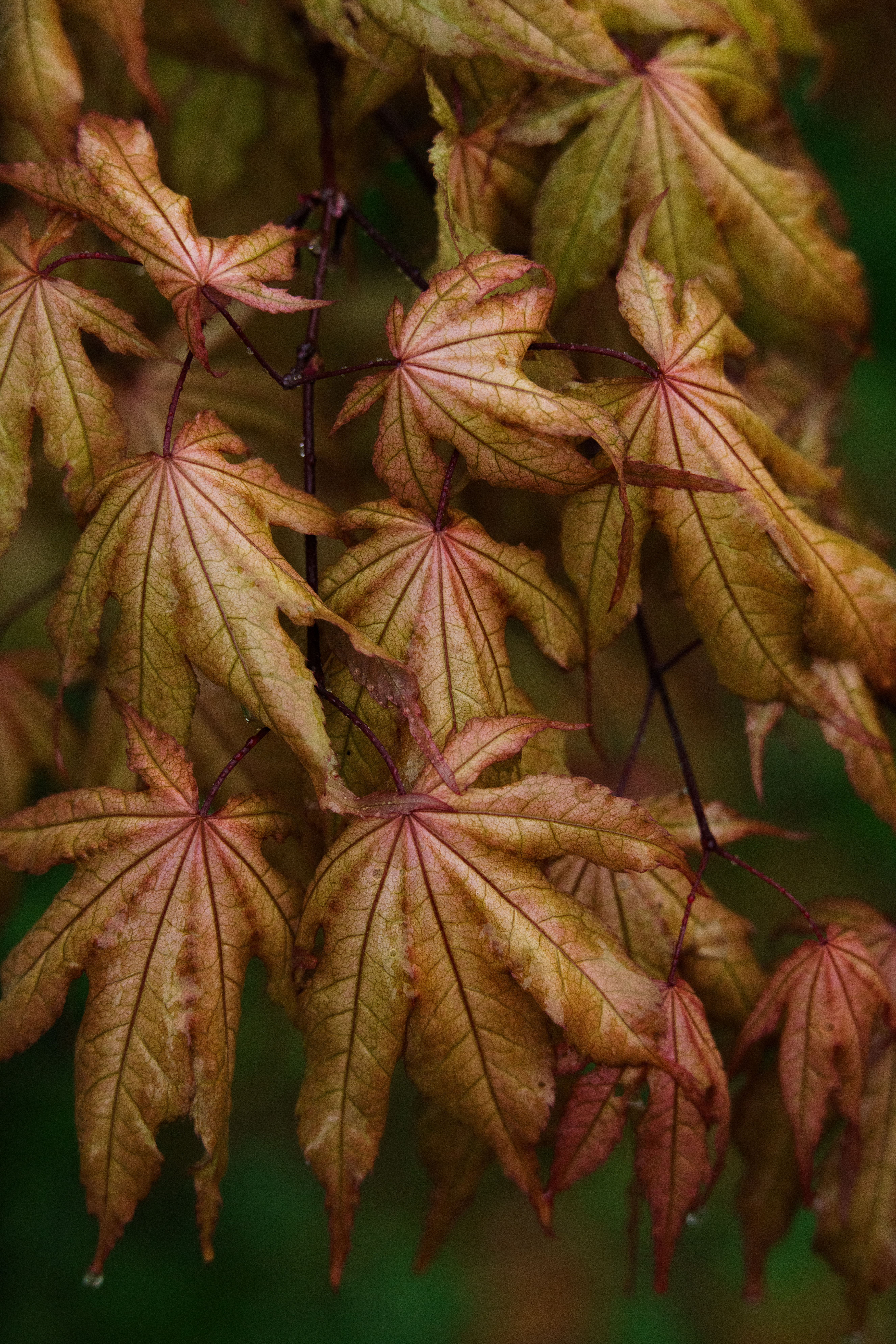Japanese Maple