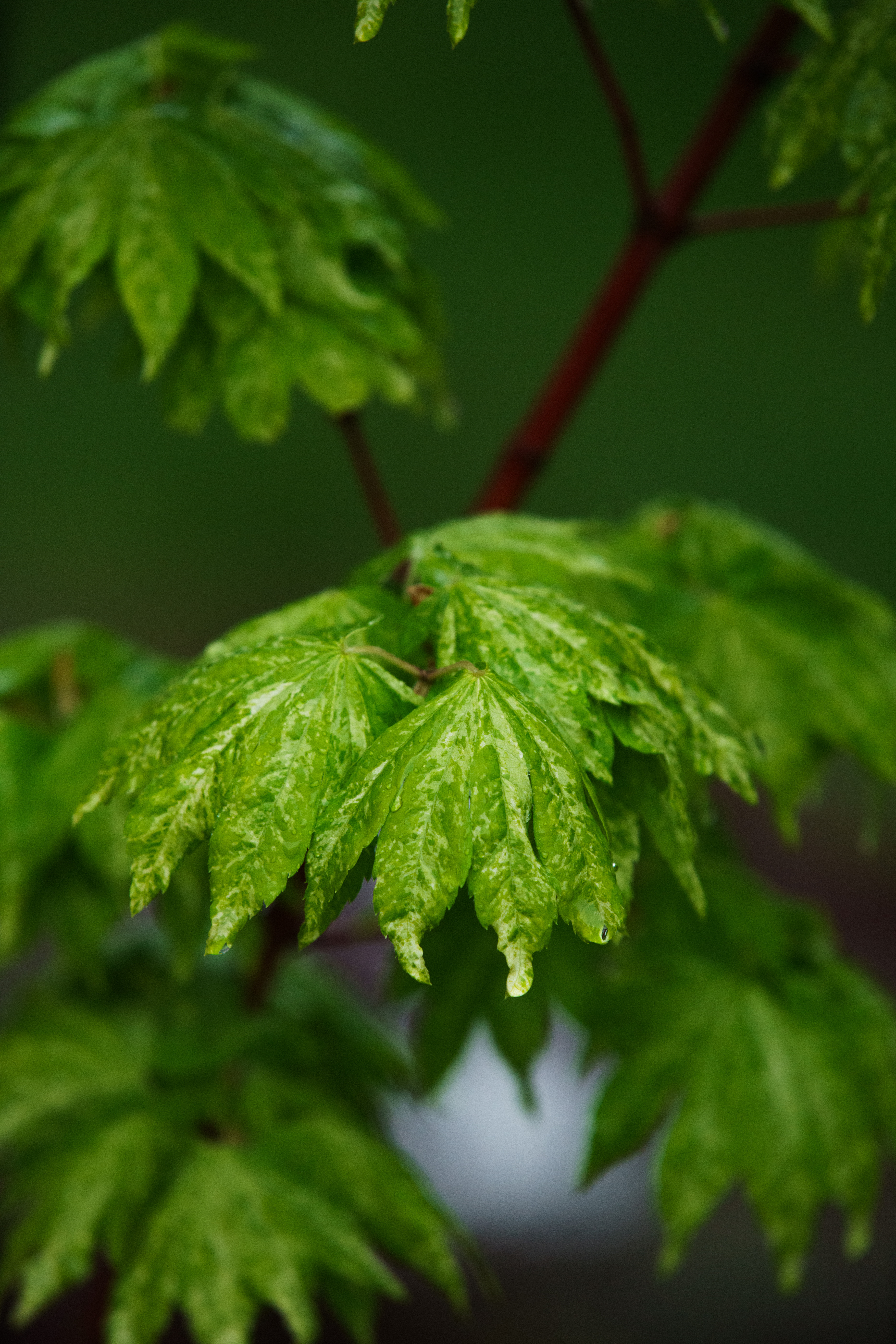 Acer shirasawanum 'Aureum'