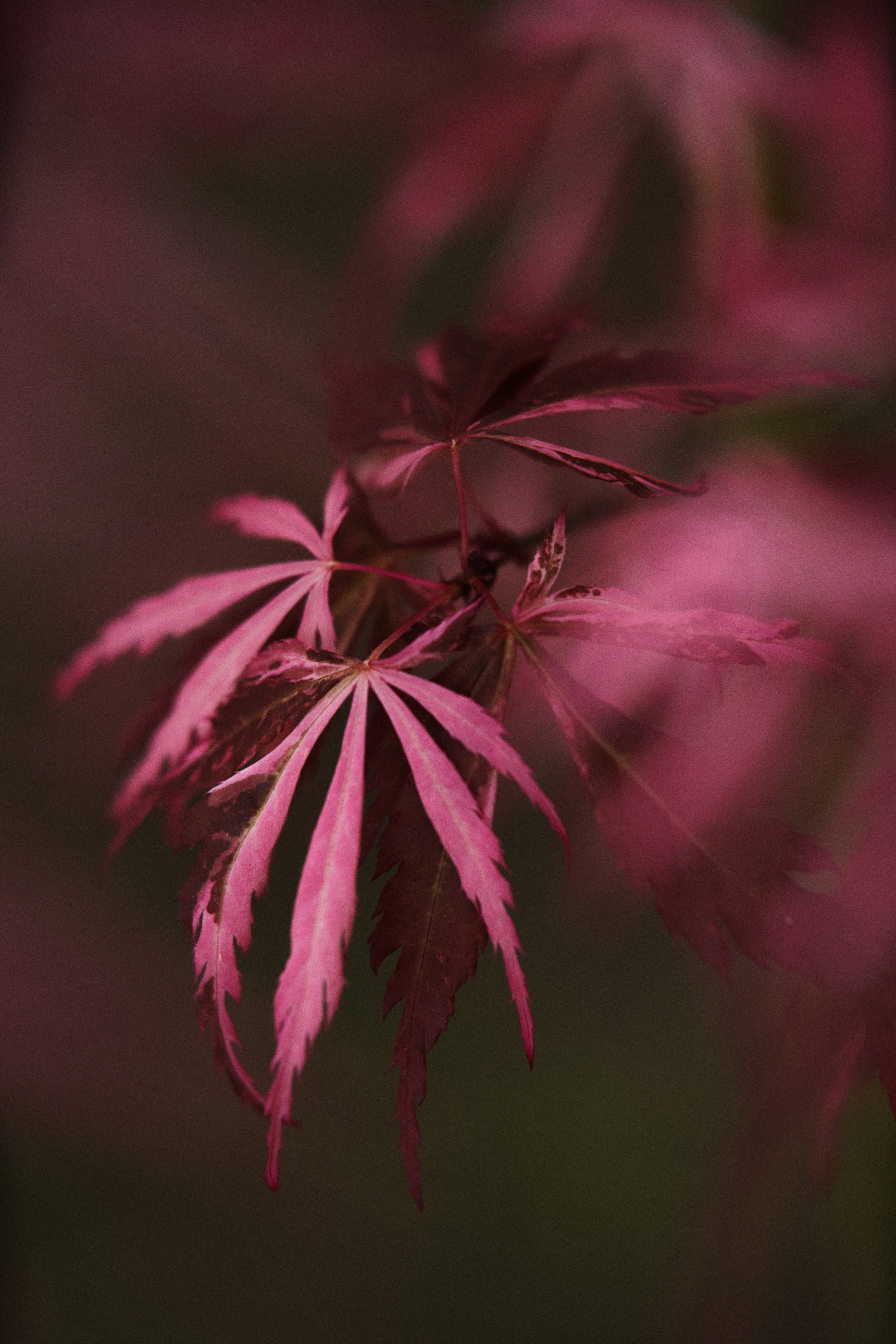 Acer palmatum 'Shirazz'