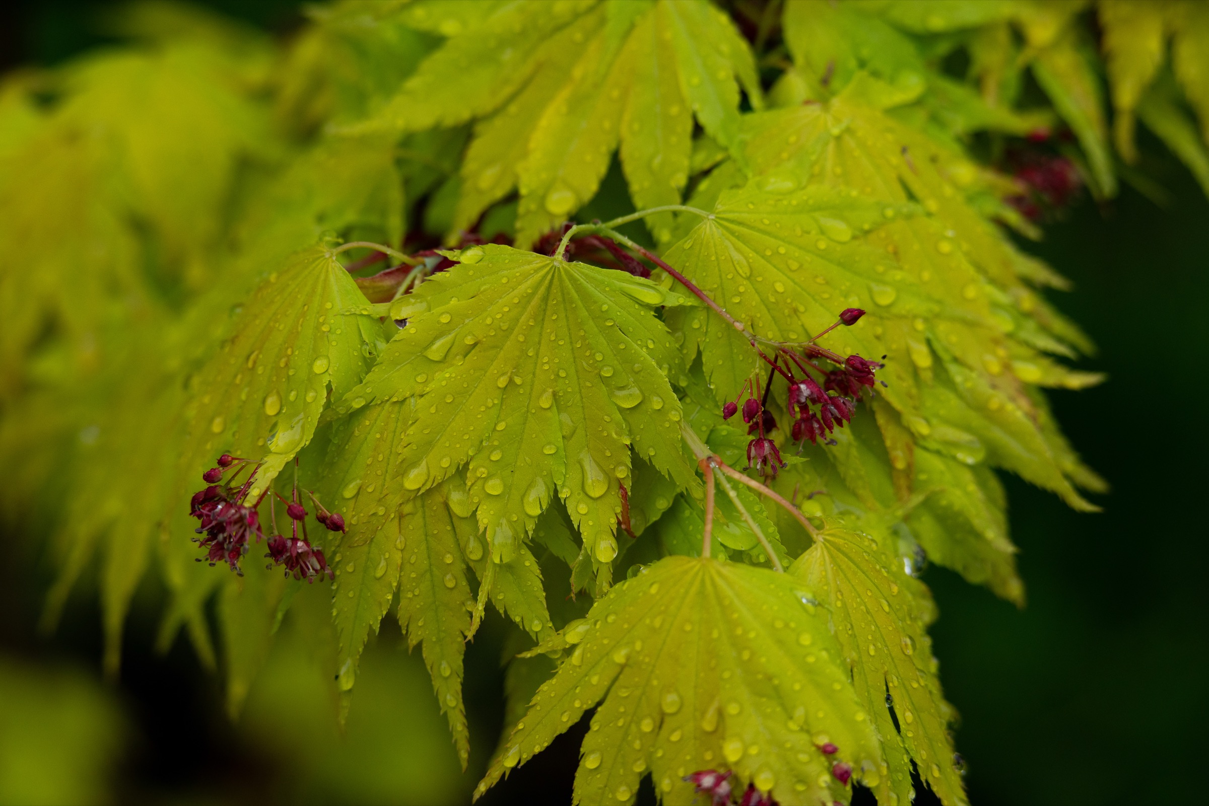 Acer palmatum 'Beni Komachi'