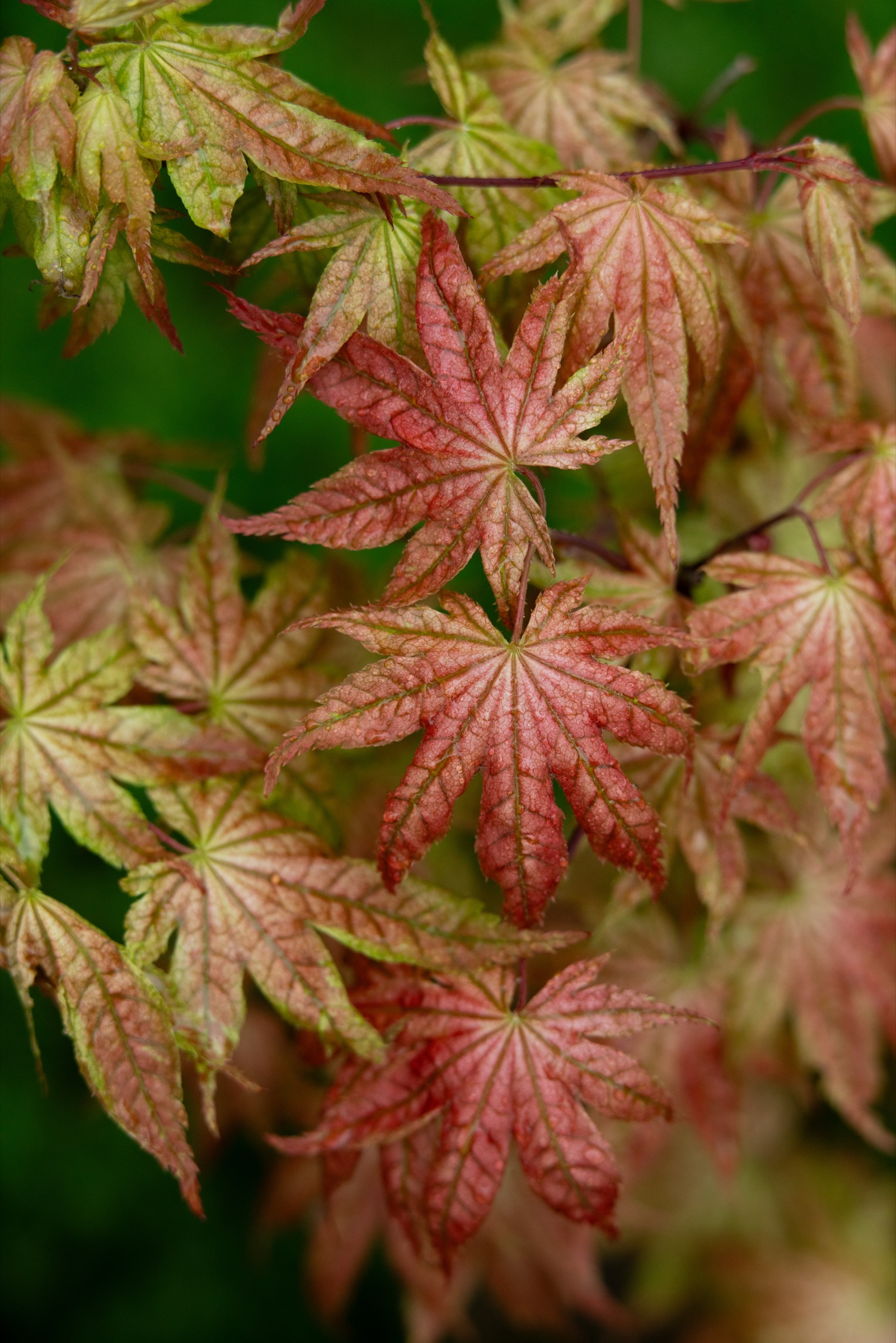 Acer palmatum 'Mikawa Yatsubusa'