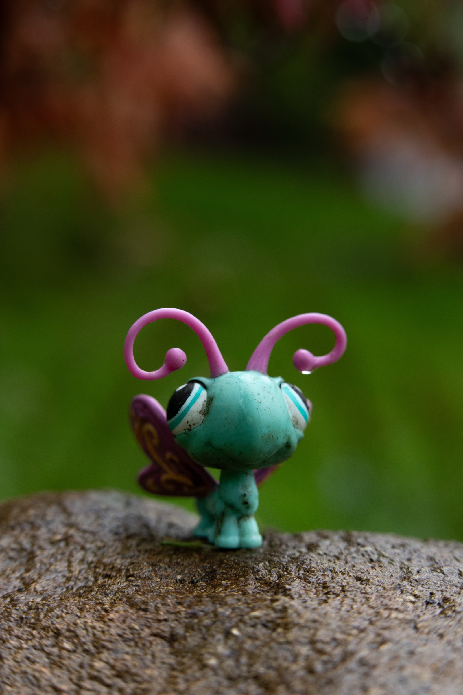 Acer palmatum 'Fairy Hair'